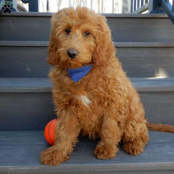 Kole, Mini Goldendoodle Puppy